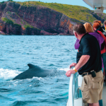Four Ways to Watch Whales in Newfoundland and Labrador